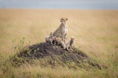 Fototapete VLIES-LEOPARD-(6189S)-Tier Wilde Katze Savanne XXL