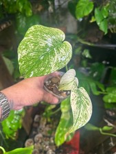 Monstera Mint Large Form White Monster - US Seller - Fast Shipping - Exact Plant
