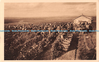 R547540 Sammeln der Trauben Champagner Louis Roederer