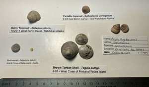 Calliostoma, Tegula, Cidarina.   Alaska top Snails.    5 species, 8 snails.