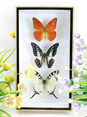 beautiful real stuffed butterflies 3D wall showcase entomology taxidermy n 04