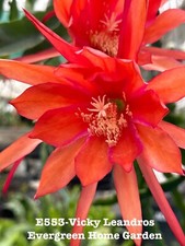 Rooted Epiphyllum Orchid Cactus &ldquo;Vicky Leandros&rdquo; Growing In 4&rdquo; Starter pot.