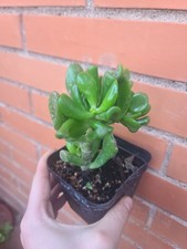 Crassula Ovata Hobbit ( pianta grassa) 