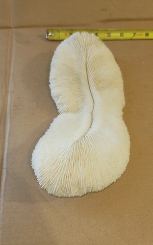 Large Natural White Mushroom Coral / Slipper Coral 