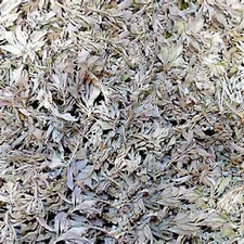 Black Hills~South Dakota~Loose Leaf Sage~Cleanse~1 OZ~Native American~Smudge