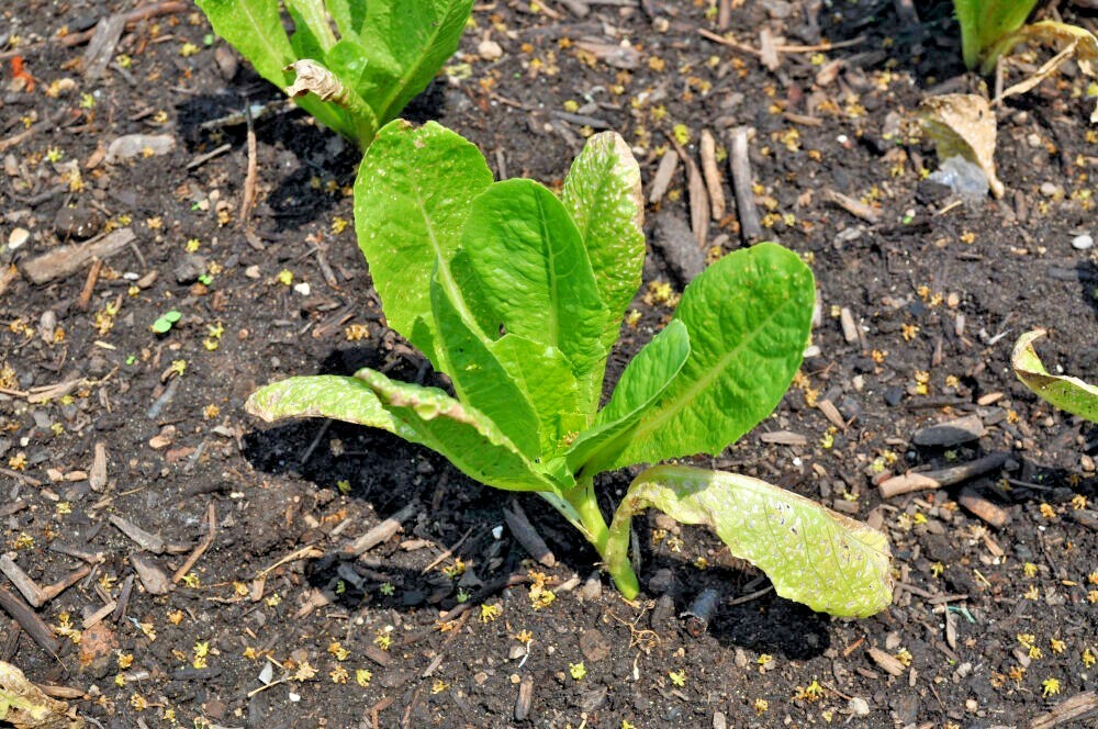 Green Romain or cos lettuce plant in organic garden Stock Photo - Alamy Green Romain or cos lettuce plant in organic garden Stock Photo - Alamy