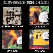 Mature Dubia Roach Colony Bundle - Large