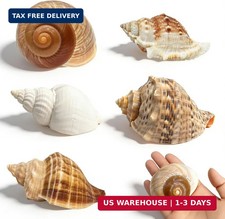 5PCS Large Hermit Crab Shells Natural Turbo Seashells 2.56-3.9 inch Opening 1.5-