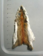 Tanned North American Pine Squirrel Hide-Canadian Pine Squirrel-Combine Shipping