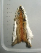 Tanned North American Pine Squirrel Hide-Canadian Pine Squirrel-Combine Shipping