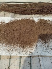 5000 graines environ artemisia annua ou armoise annuelle 