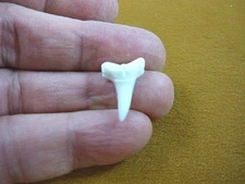 s1914-51) 7/8" white Modern Lemon SHARK TOOTH made to order pendant jewelry