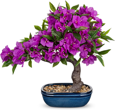 18.5" Purple Bougainvillea Bonsai Tree in Blue Pot for Home Dcor | eBay