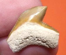 G.CUVIER SHARK TOOTH - REAL FOSSIL SHARK TEETH - NO RESTORATIONS