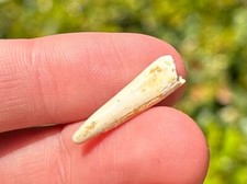 Pterosaur Flying Dinosaur Tooth Fossil Morocco Cretaceous Age Kem Kem