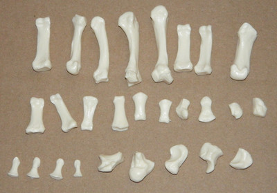 Somso Skeleton Anatomical Model - Disarticulated Hand