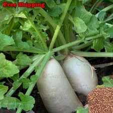 Daikon Radish Seeds Heirloom | NON GMO