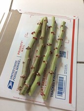 Organic Sweet Red Cassava Yuca Manihot Esculenta/ 5 Cuttings /