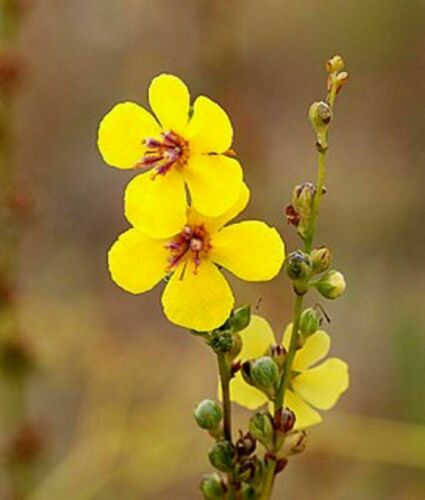 Erbe pure Mullein (Verbascum) foglie secche usate per benefici per la salute - Foto 3 di 13