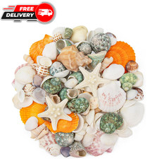0.8"-2.5" Various Sizes Seashell Natural Sea Shell Mixed Ocean Seashells Set for