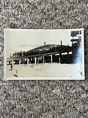 Vintage Real Photo Postcard Whaling: Whale On Dock
