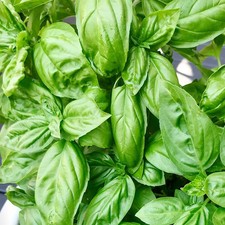 Genovese Basil Seeds - For 2026 Planting Ocimum basilicum Italian Herb Garden