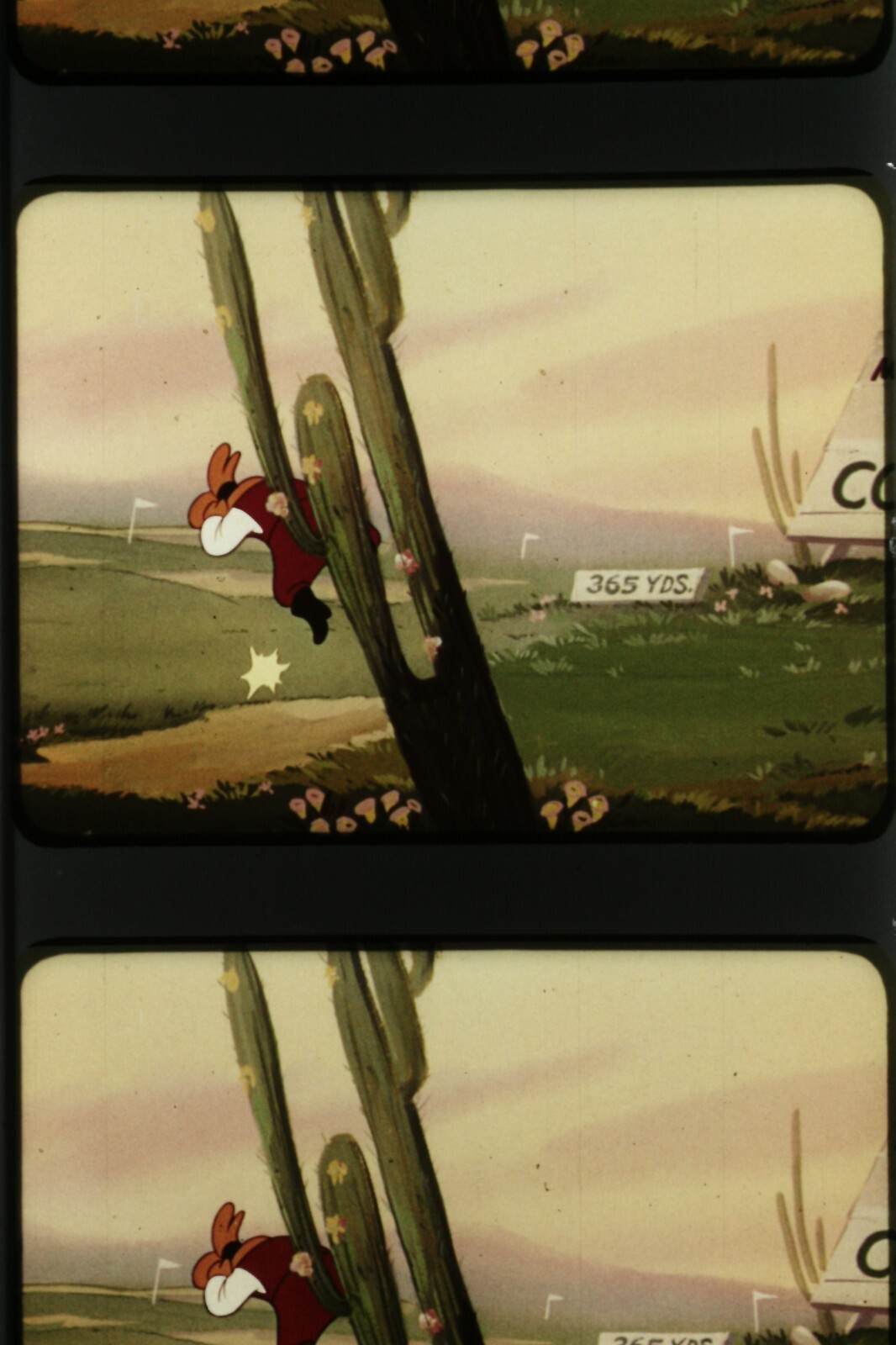 35MM IB TECH PRINT * WILD AND WOODY * WOODY WOODPECKER * EXCELLENT COND | eBay