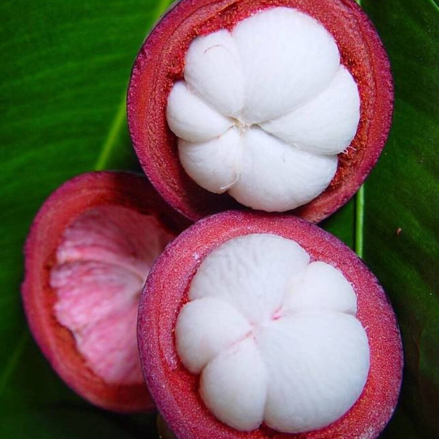 Mangosteen Fruit Snack Freezed Dried Thai Natural Crispy