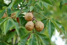 2 Buckeye Tree Seeds for Planting State Tree of Ohio Aesculus glabra