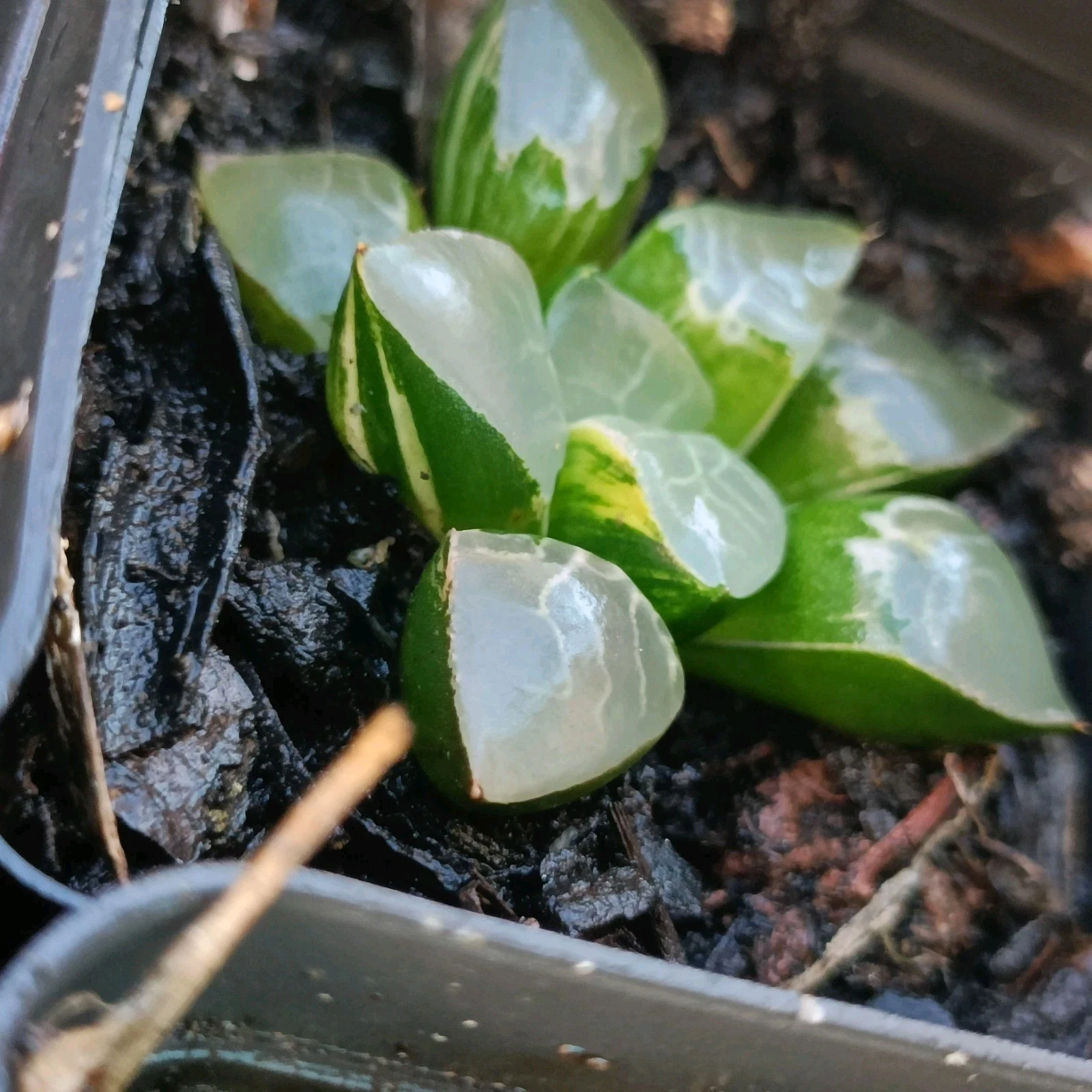 1✘ Haworthia Elegans Variegated Rare succulent plant
