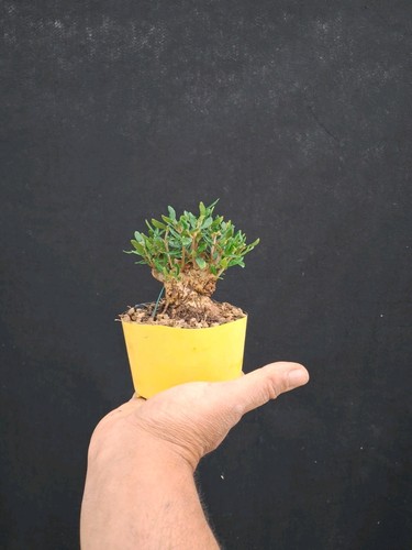 Bonsai Di Olivo Selvatico - Imagen 4 de 5