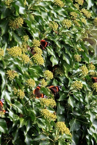 SAMEN BIENEN Efeu naturnaher Garten gute Samen Balkon Saatgut erstklassige rar