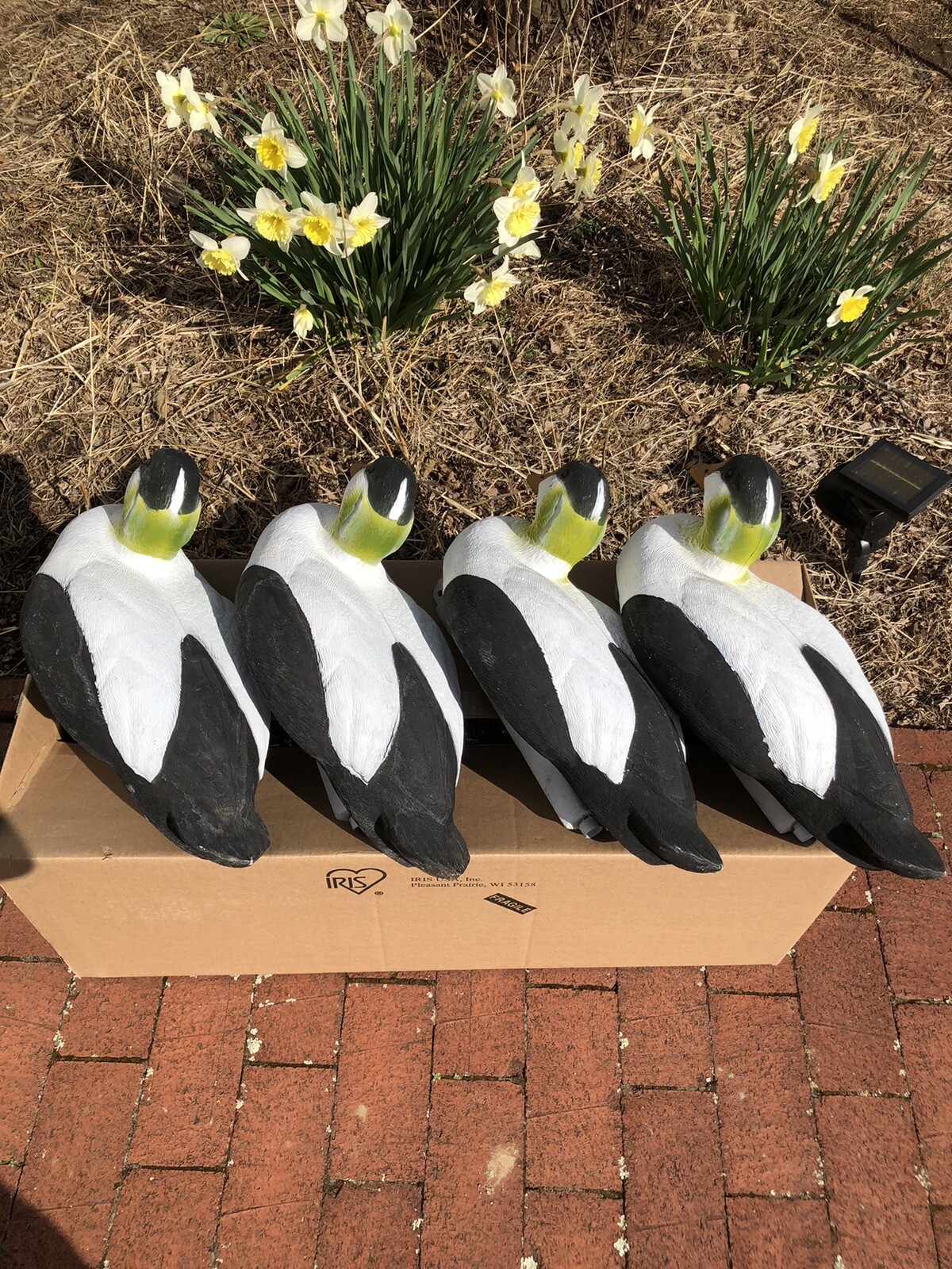 Tanglefree Common Eider Decoys Foam Filled 4 Pack eBay