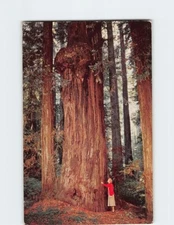 Postcard A monarch of the forest, Redwood Tree