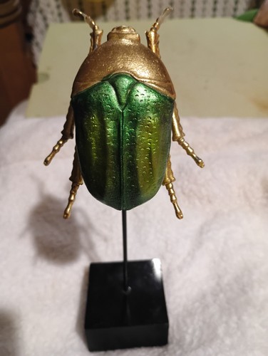 Scarab Beetle For Display