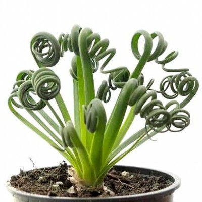 growing albuca spiralis from seed