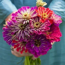 Zinnia METEOR SHOWER Mixed Colors 5" Flowers Hard to Find USA Non-GMO 100 Seeds