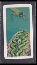 GIANT CLAM - 50 + year old Canadian Trade Card # 28