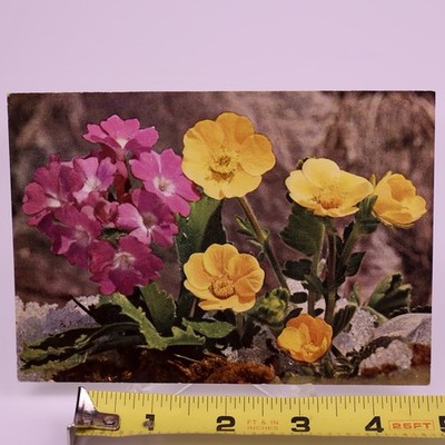 RPPC Primula Minimal Geum Montanum German Real Photo Postcard FF 504 Popp Verlag