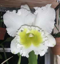 Rlc. Burdekin Wonder ‘Lakeland’ AM/AOS - Huge Fragrant Flowers - Cattleya Orchid