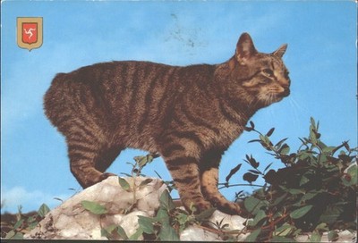 MANX CAT, Isle Of Man - Vintage Postkarte