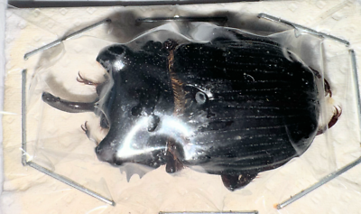 Scarabaeidae Trichinae Pantodinus klugi 32mm A1 from GUATEMALA