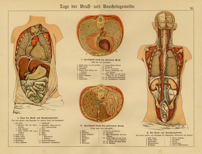 Antique Print-Placement of the different intestines-Plate XI-Schubert-1878