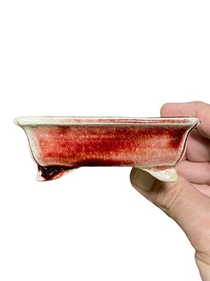 Koyo - Stellar Glazed Shohin Rectangle Bonsai Pot (4-1/8'' wide)