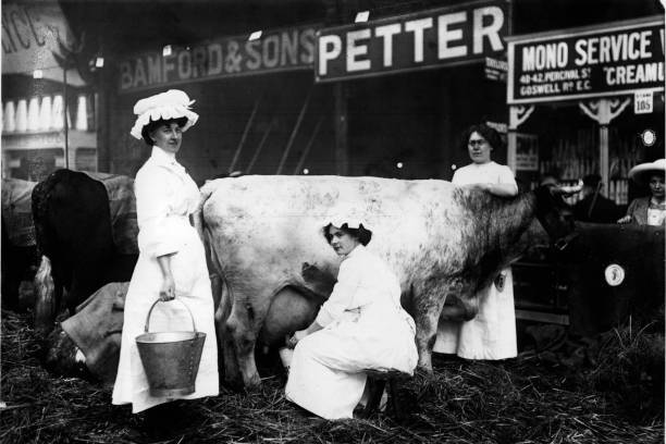 Dairy Maids Milking A Cow At The Dairy Shows 1912 Old Photo