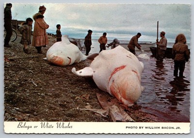 Beluga Whales on Shore after Hunt   Alaska Native Village Scene Postcard