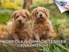 Norfolk/Norwich Dog Breed Calendar 2026 12x18 Made in USA