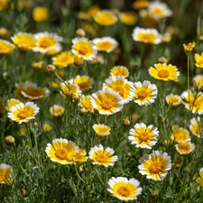 Tidy Tips Seeds – 150 Layia platyglossa | Yellow & White Wildflower
