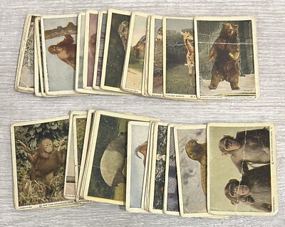 1930's V67 Neilson's Chocolate (Canada) WILD ANIMALS-Lot of 58 Some Low Grade V5
