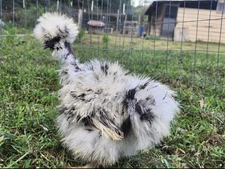Silkie hatching eggs Paint & black 6, Silkie, Showgirl, Frizzle NPIP & AI Clean